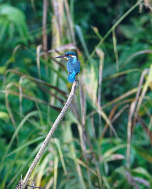 Chitwan Jungle Safari